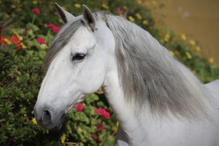 Perfectionnement en dressage avec des Lusitaniens à Alcainca