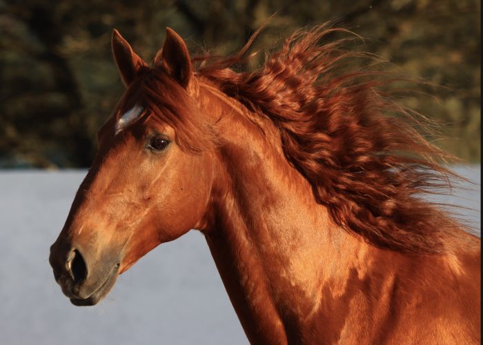 Perfectionnement en dressage avec des Lusitaniens à Alcainca