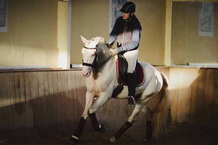Perfectionnement en dressage & Working Equitation avec les Lusitaniens d'Alcainça