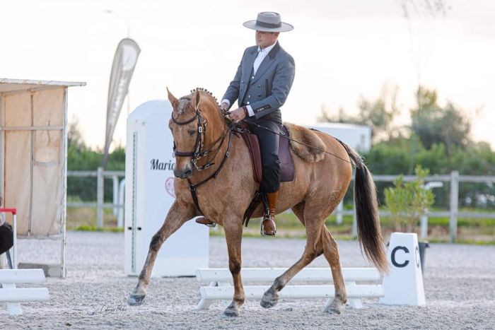 Perfectionnement en dressage & Working Equitation avec les Lusitaniens d'Alcainça