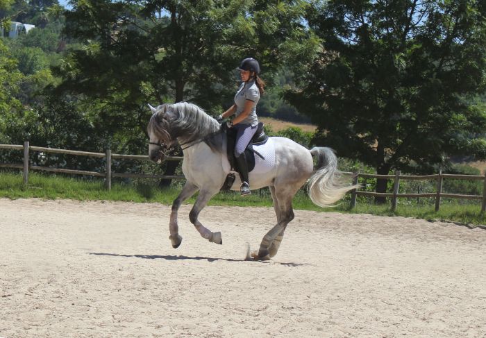 Perfectionnement en dressage & Working Equitation avec les Lusitaniens d'Alcainça