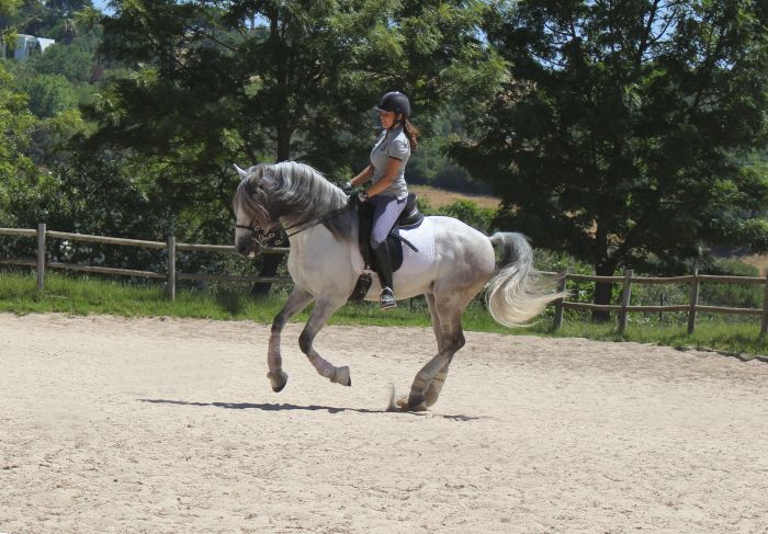 Perfectionnement en dressage avec des Lusitaniens à Alcainca