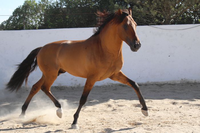 Perfectionnement en dressage avec des Lusitaniens à Alcainca