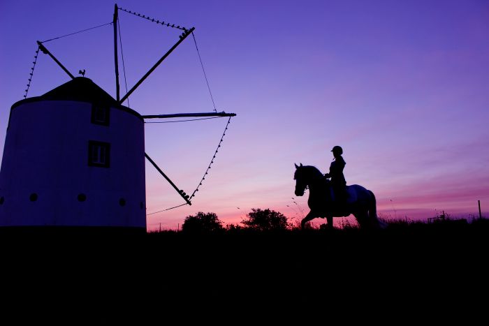 Perfectionnement en dressage avec des Lusitaniens à Alcainca