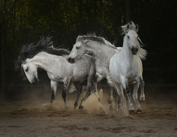 Perfectionnement en dressage & Working Equitation avec les Lusitaniens d'Alcainça