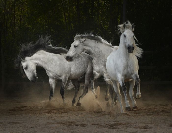 Perfectionnement en dressage avec des Lusitaniens à Alcainca