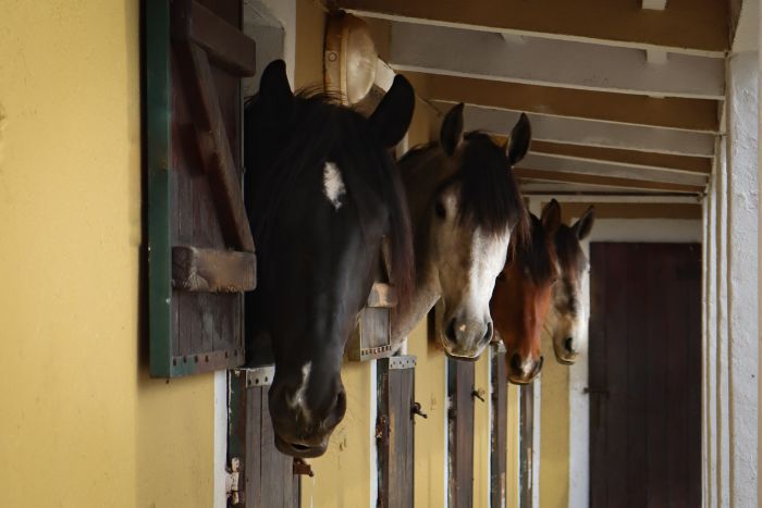 Perfectionnement en dressage avec des Lusitaniens à Alcainca