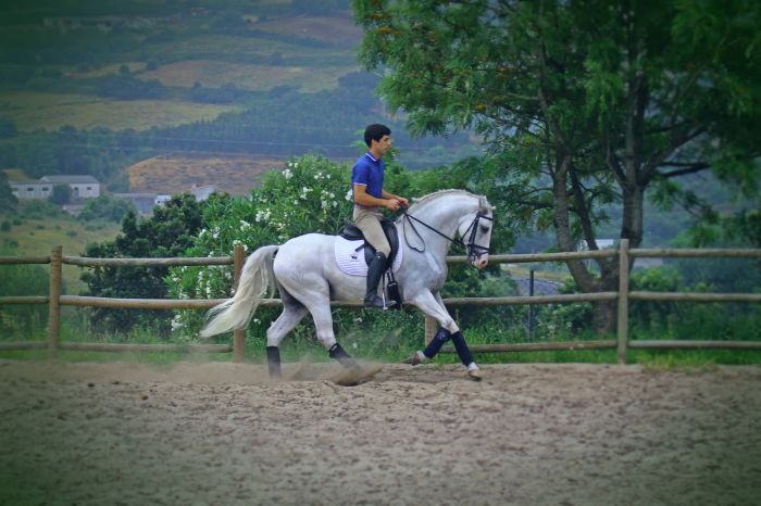 Perfectionnement en dressage avec des Lusitaniens à Alcainca