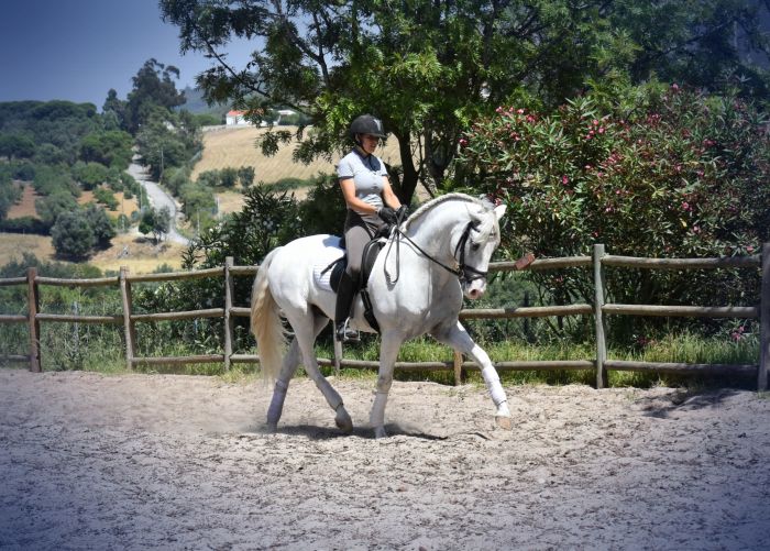 Perfectionnement en dressage avec des Lusitaniens à Alcainca