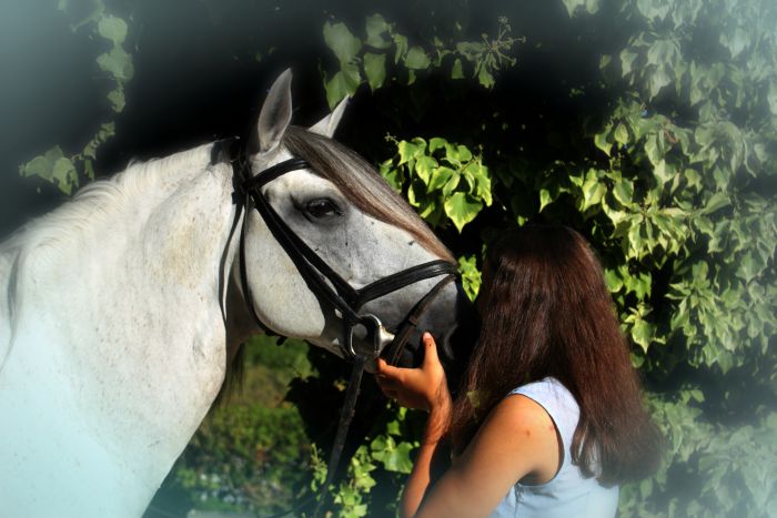 Perfectionnement en dressage avec des Lusitaniens à Alcainca