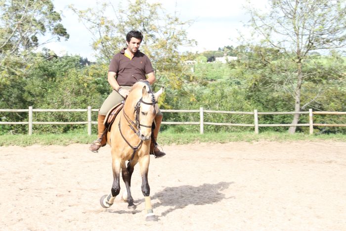 Perfectionnement en dressage & Working Equitation avec les Lusitaniens d'Alcainça