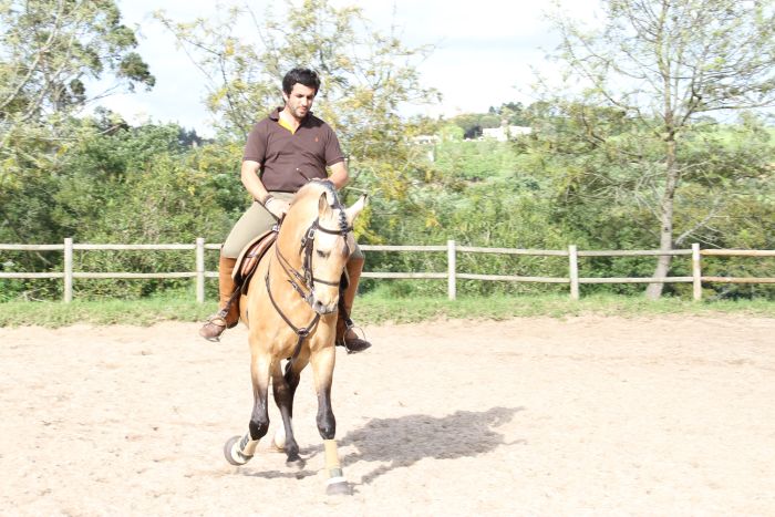 Perfectionnement en dressage avec des Lusitaniens à Alcainca