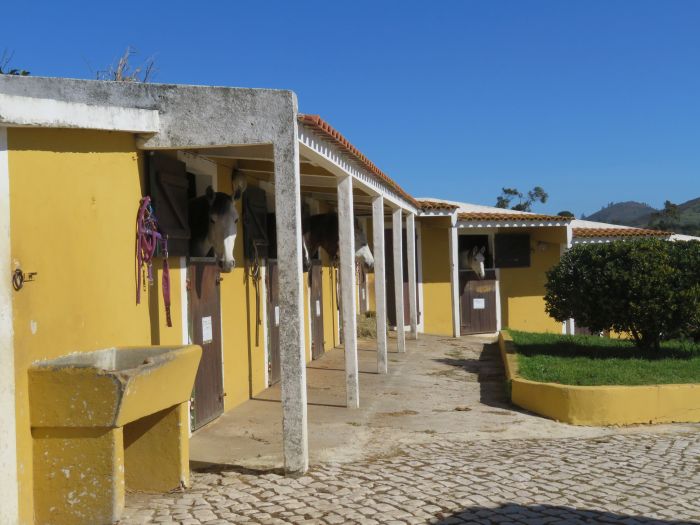 Perfectionnement en dressage & Working Equitation avec les Lusitaniens d'Alcainça
