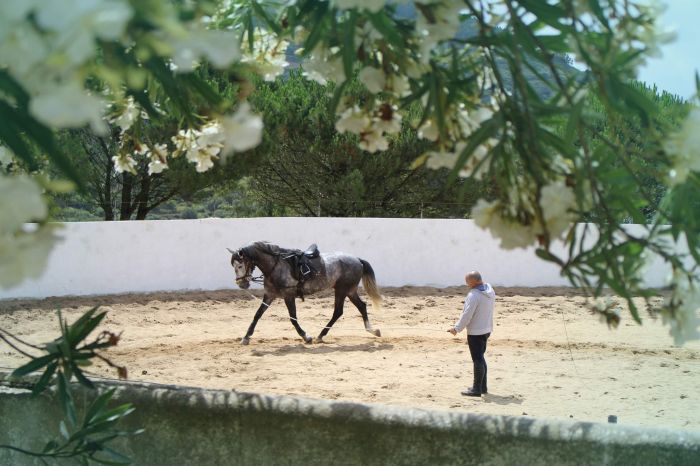Perfectionnement en dressage & Working Equitation avec les Lusitaniens d'Alcainça
