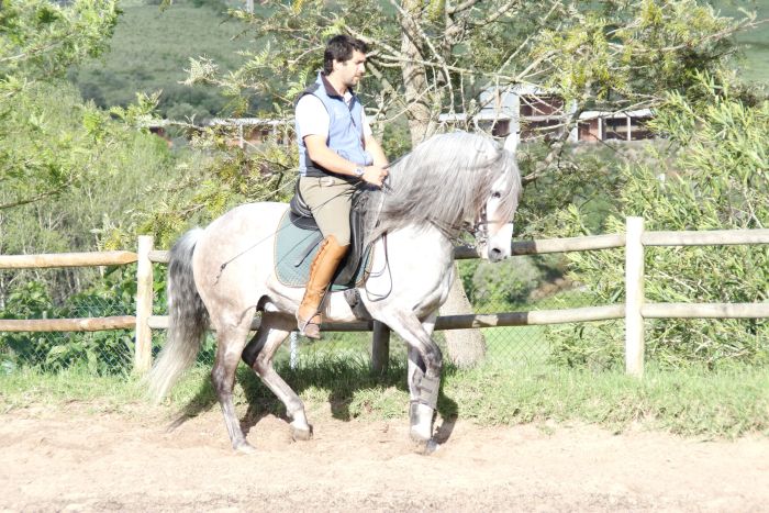 Perfectionnement en dressage avec des Lusitaniens à Alcainca