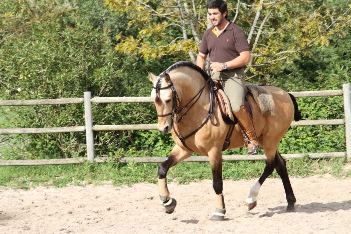 Perfectionnement en dressage avec des Lusitaniens à Alcainca