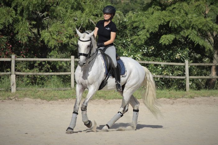 Perfectionnement en dressage avec des Lusitaniens à Alcainca