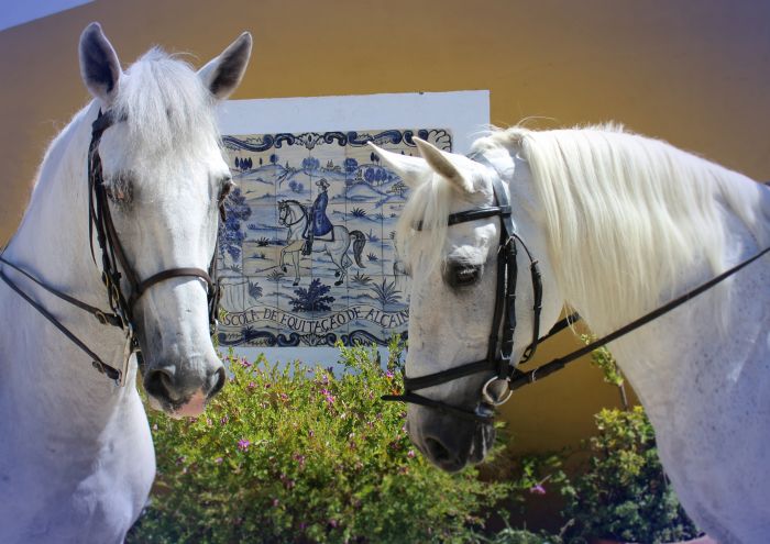 Perfectionnement en dressage avec des Lusitaniens à Alcainca