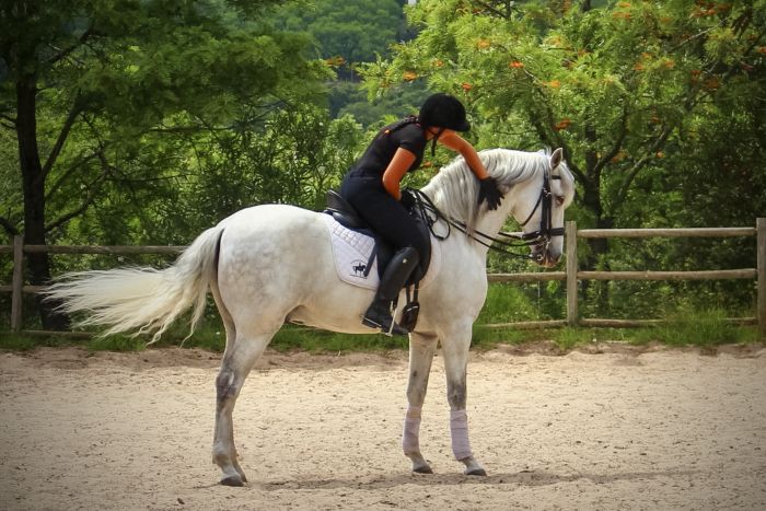 Perfectionnement en dressage avec des Lusitaniens à Alcainca