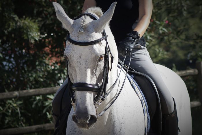 Perfectionnement en dressage avec des Lusitaniens à Alcainca