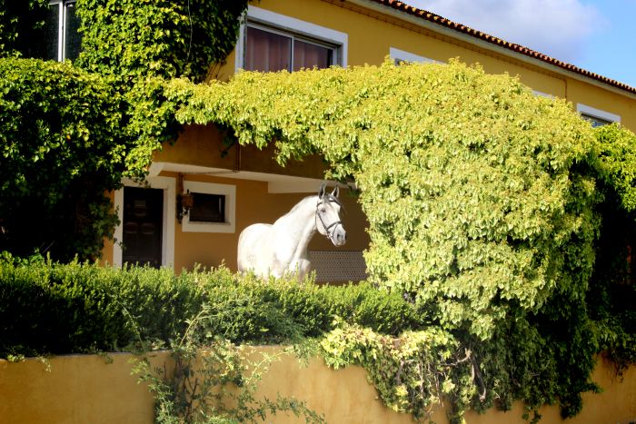 Perfectionnement en dressage avec des Lusitaniens à Alcainca