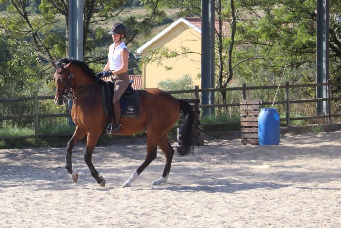 Perfectionnement en dressage avec des Lusitaniens à Alcainca