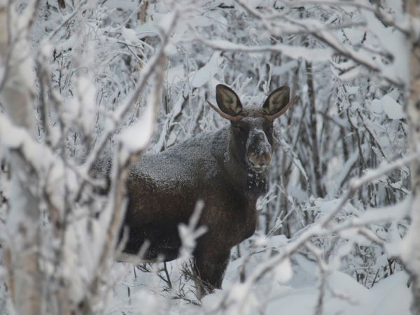 La magie des aurores boréales