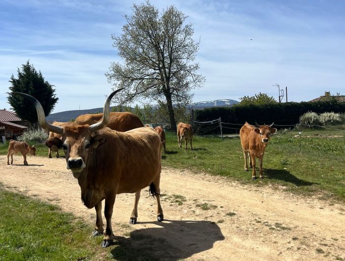 Camino de Santiago - Chemin de Saint-Jacques-de-Compostelle