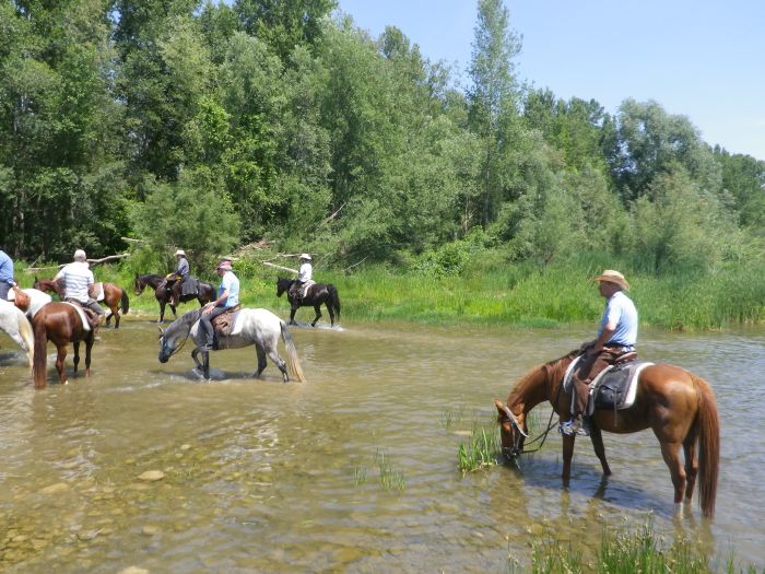 Cattle Drive