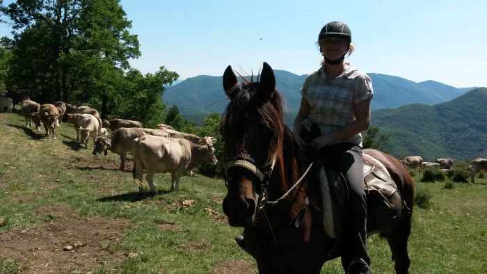 Cattle Drive