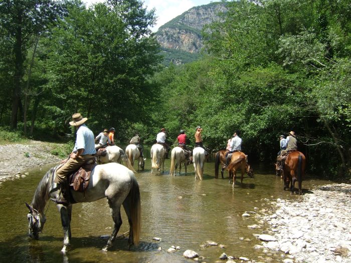 Cattle Drive