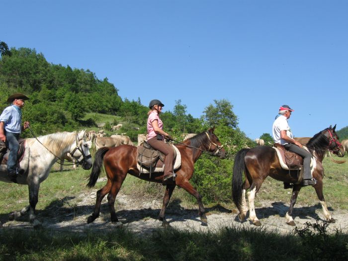 Cattle Drive