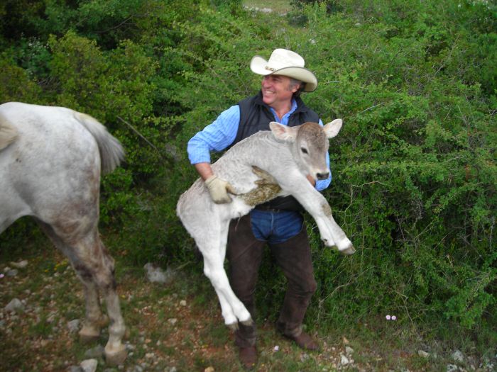 Cattle Drive