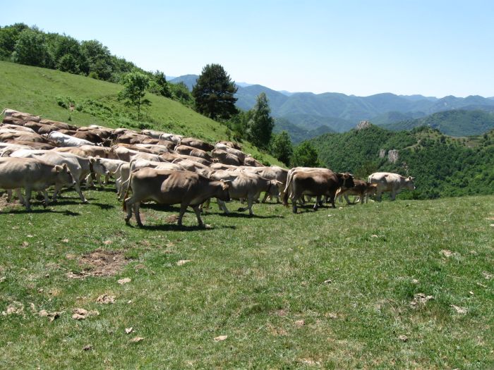 Cattle Drive