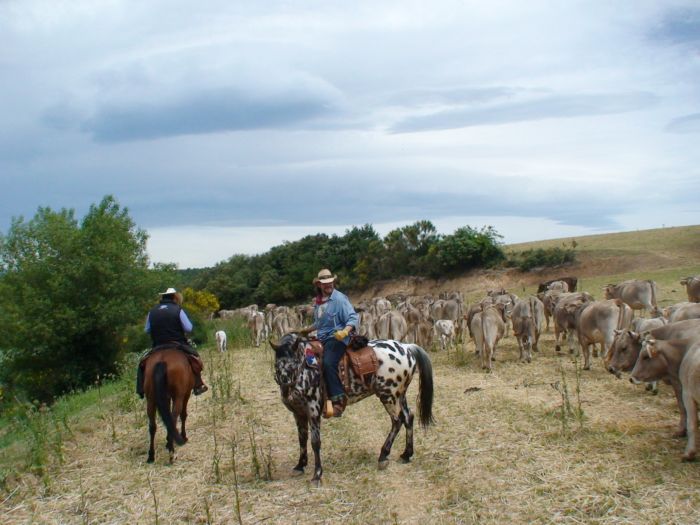 Cattle Drive