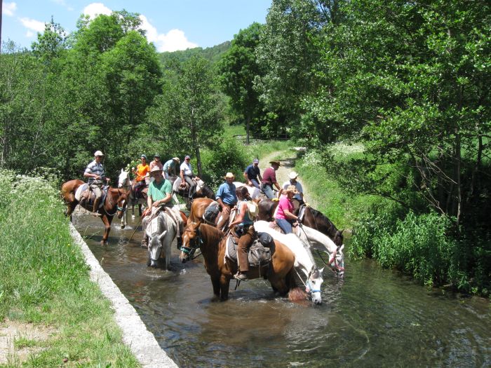 Cattle Drive