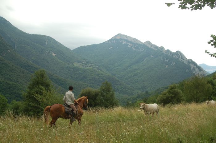 Cattle Drive