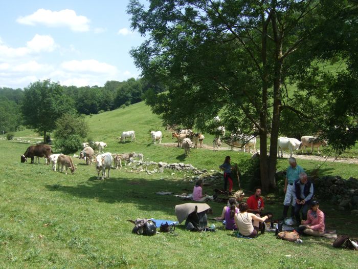 Cattle Drive