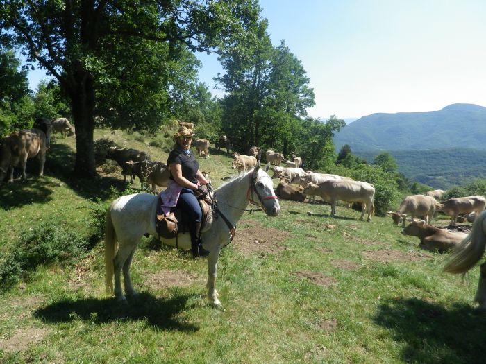 Cattle Drive