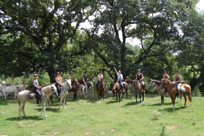 Cattle Drive