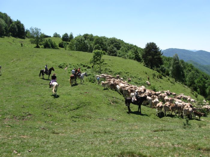 Cattle Drive