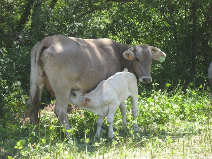 Cattle Drive