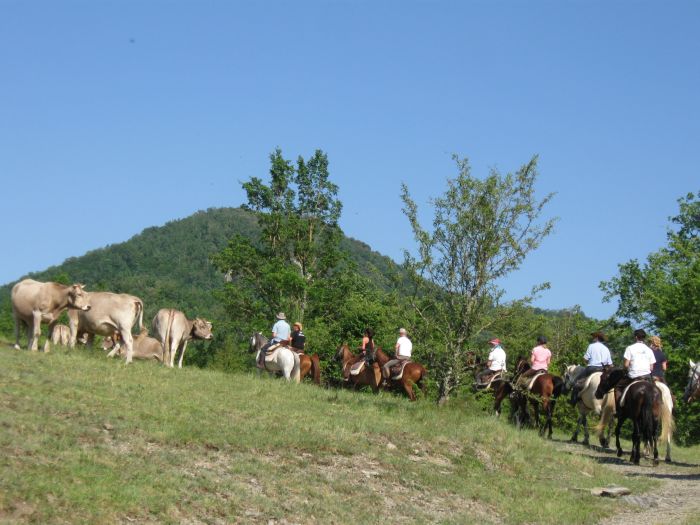Cattle Drive