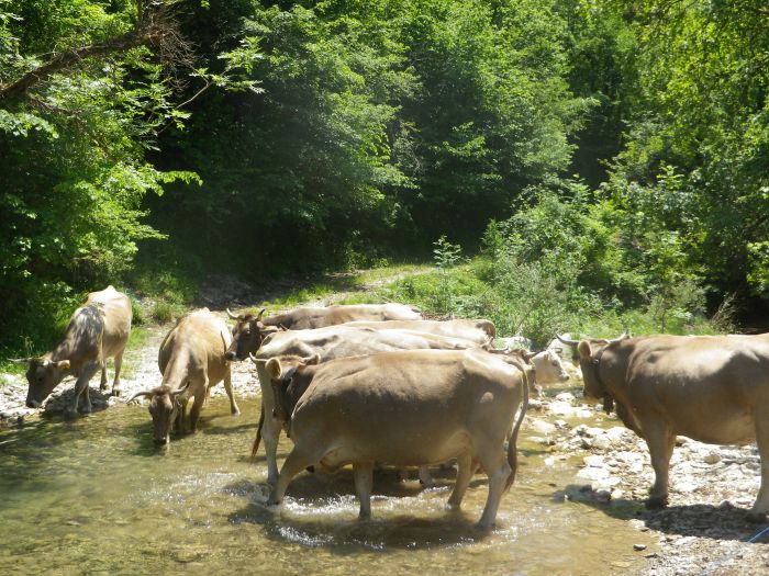 Cattle Drive
