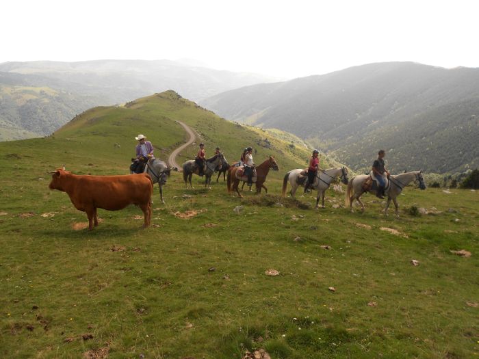 Cattle Drive