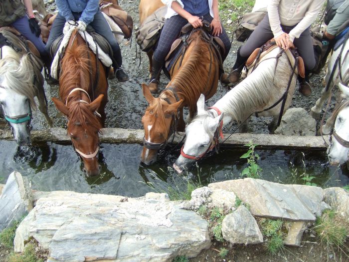 Cattle Drive