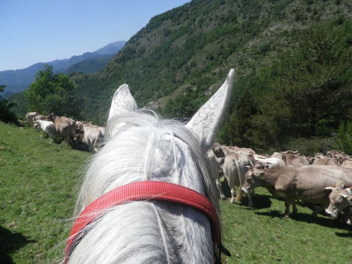 Cattle Drive