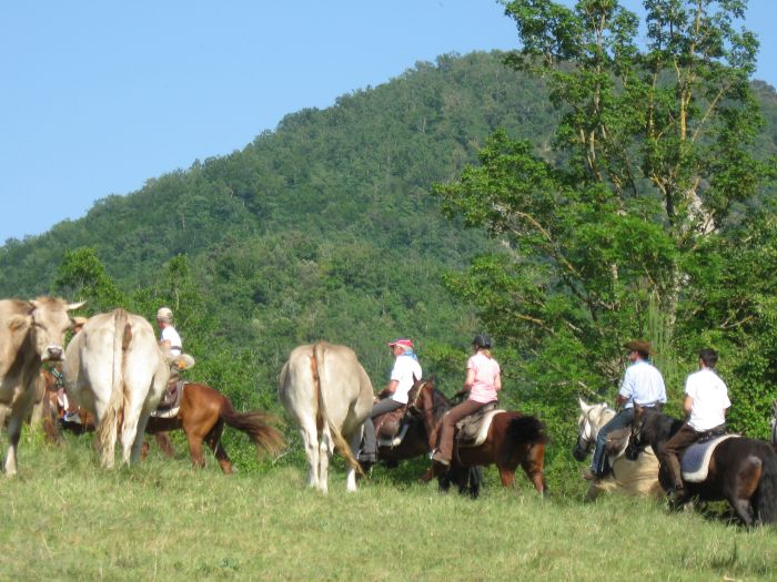 Cattle Drive