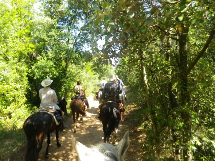 Cattle Drive
