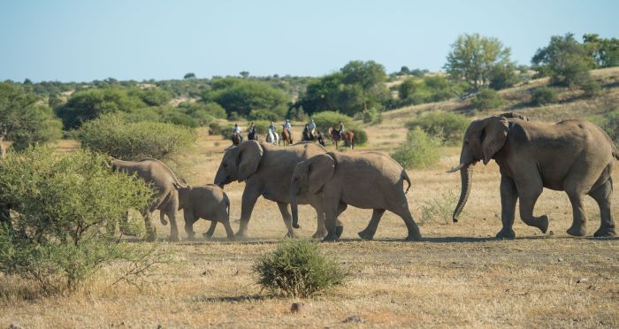 Le pays des géants - Tuli Riding Safari Botswana